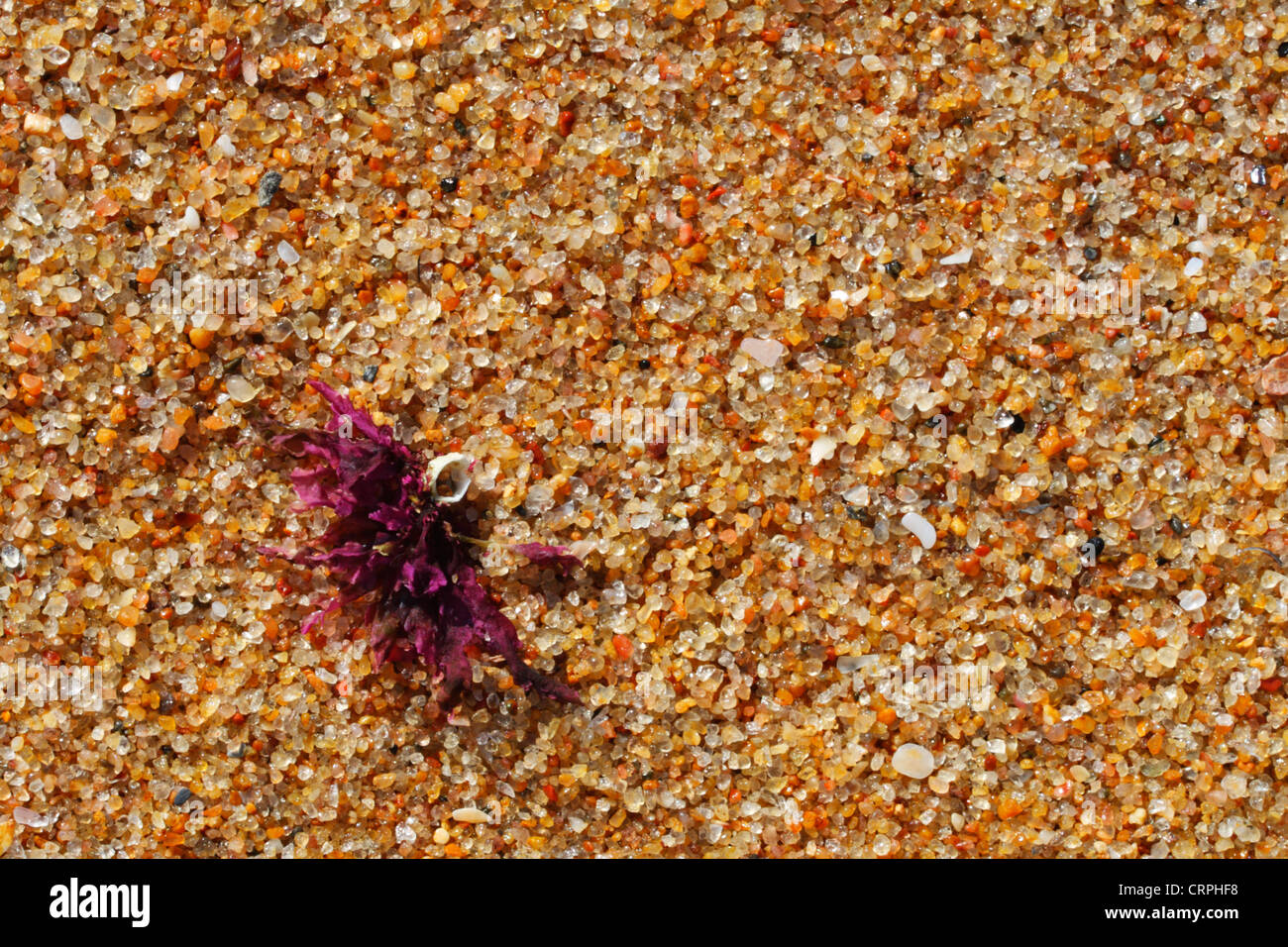 Abstract of red seaweed on golden beach sand Stock Photo