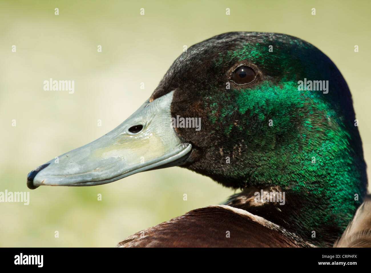 Mallard Duck (Male Stock Photo - Alamy