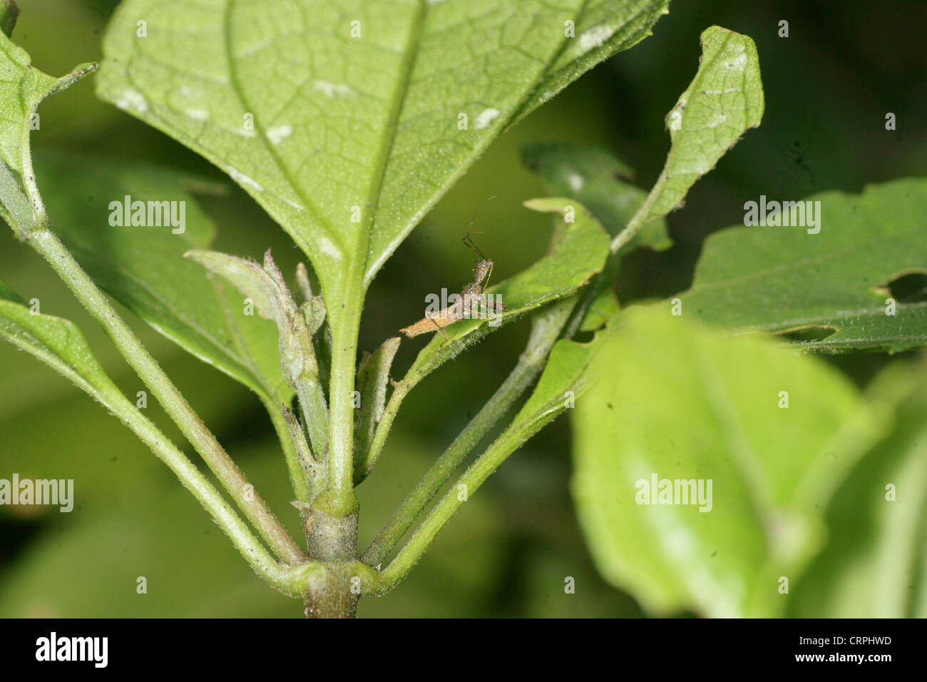 Assassin bug Stock Photo