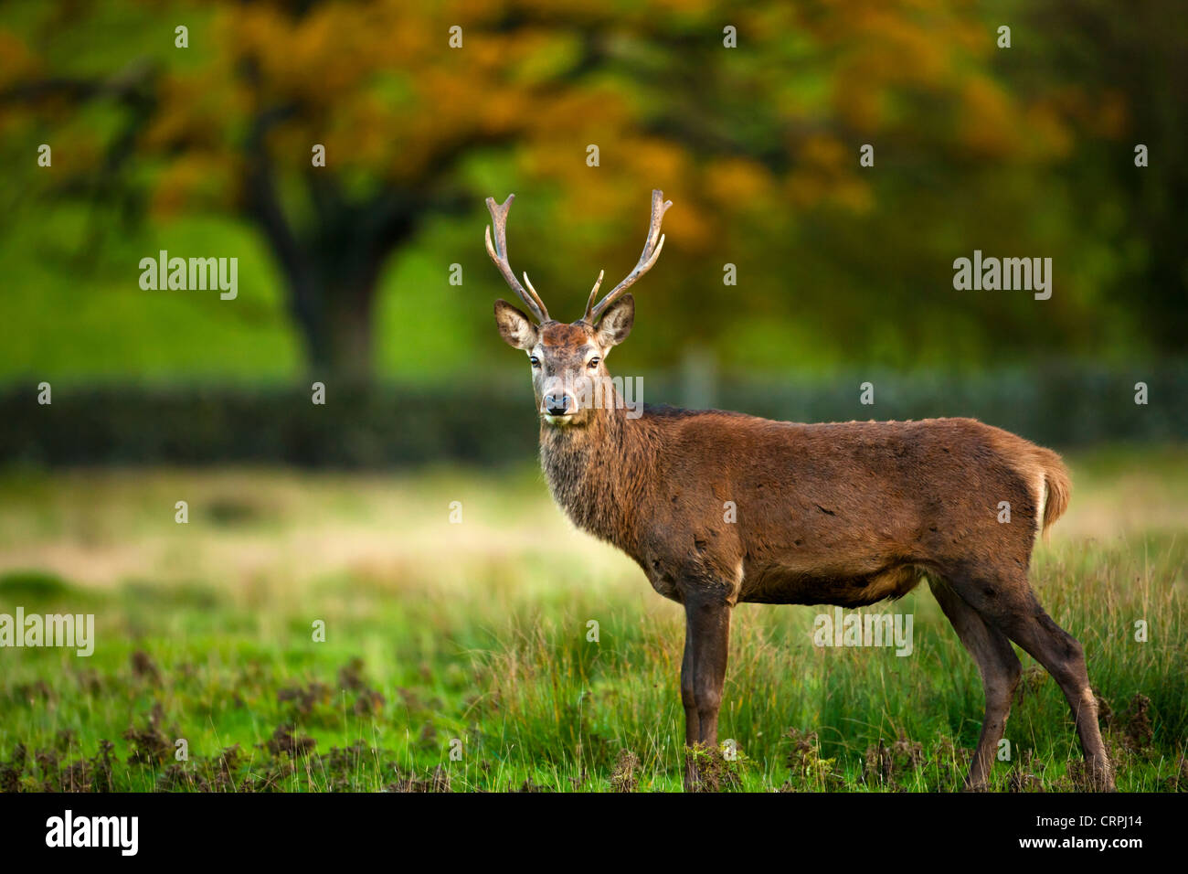 Red Deer, Cervus elaphus in Bradgate Country Park, Leicestershires largest and most visited Country Park. Stock Photo