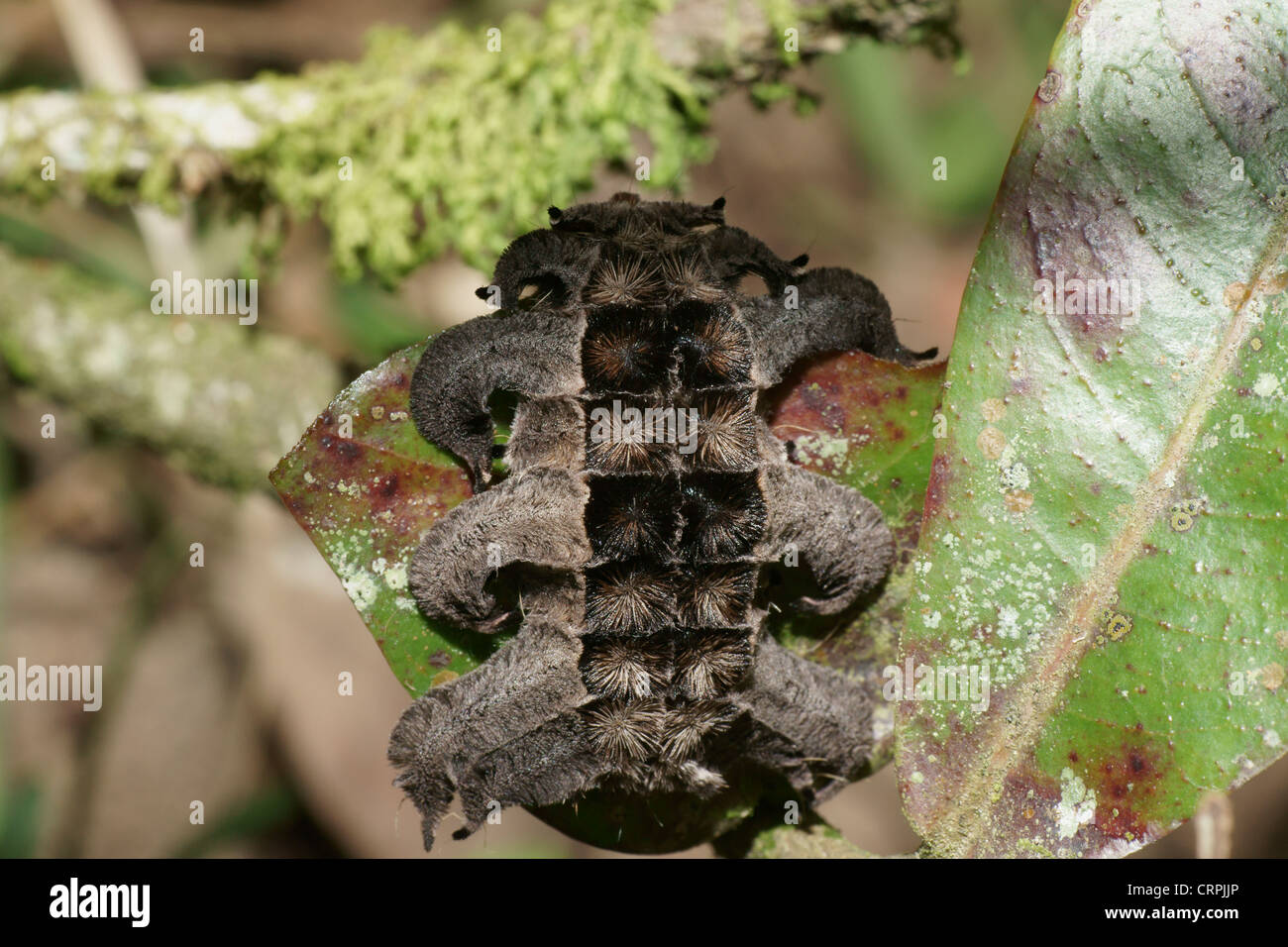 Furry black caterpillar Stock Photo