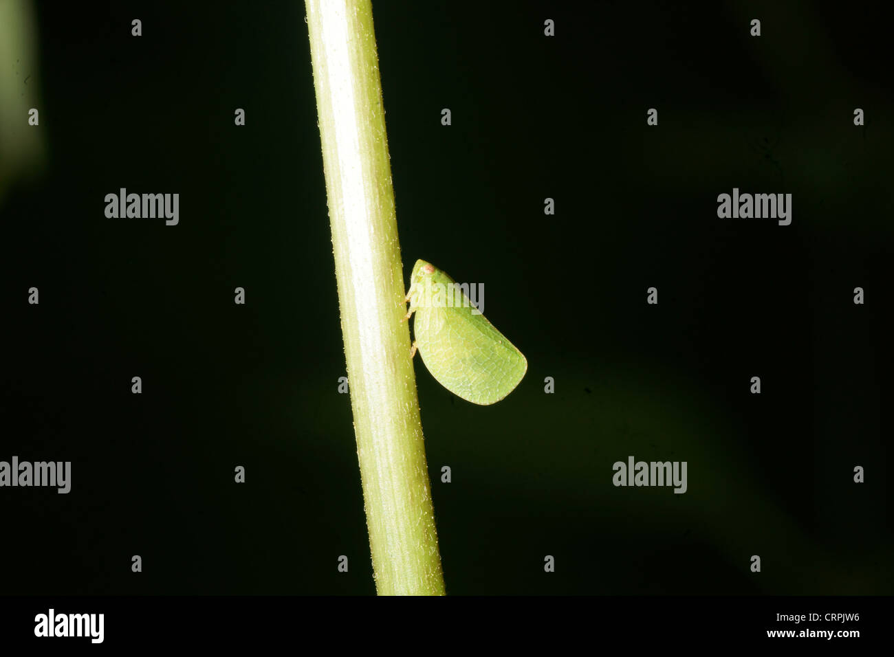 Leaf mimic leafhopper Stock Photo