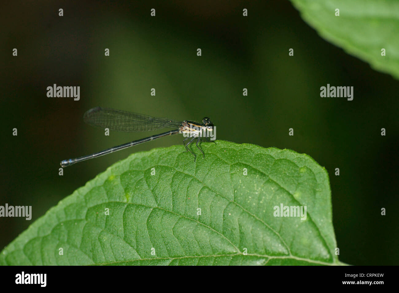 Damselfly black brown body blue bands brown eyes Stock Photo - Alamy