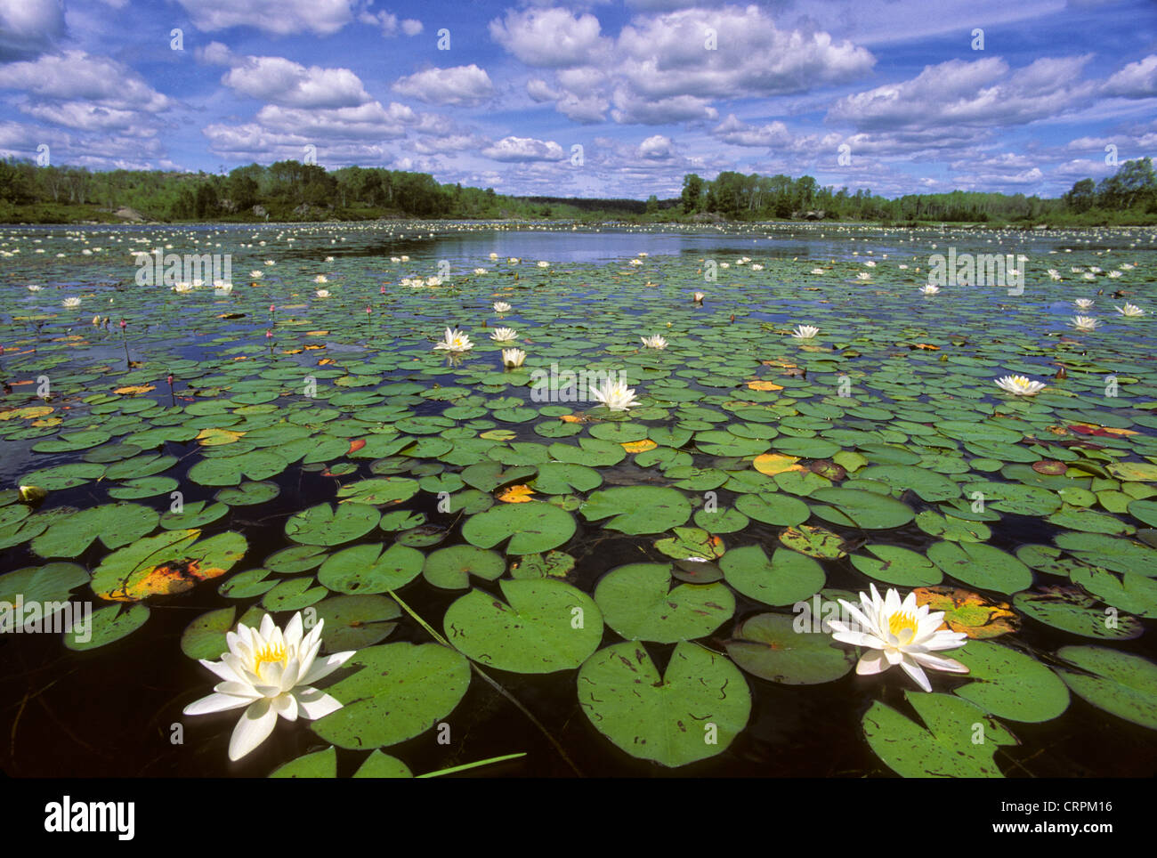 Water Lilies in beaver pond near Lively, Ontario, Canada Stock Photo