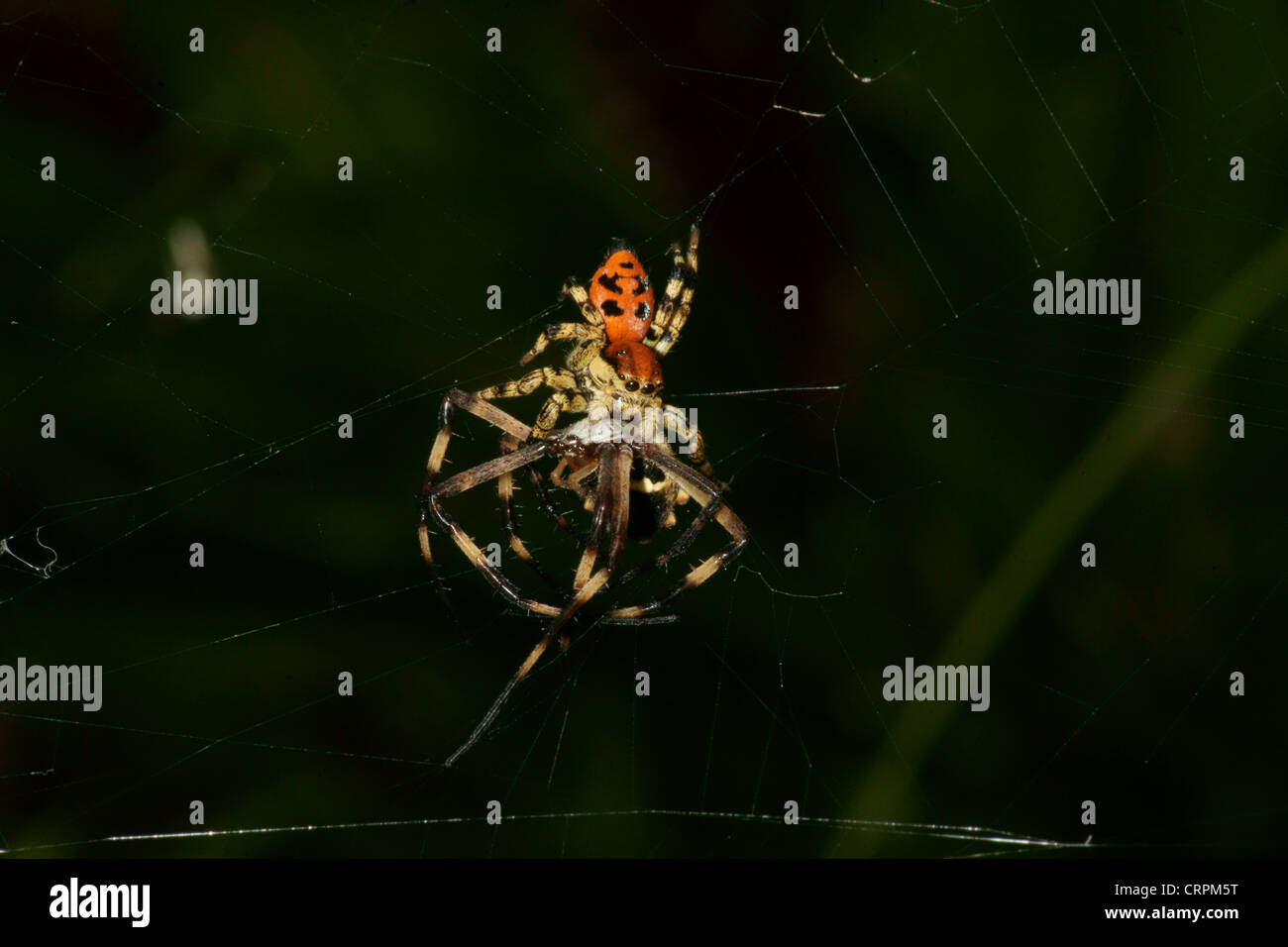 Black Spotted Red Orange Phidippus Jumping Spider Prey Argiope Lobata Stock Photo Alamy