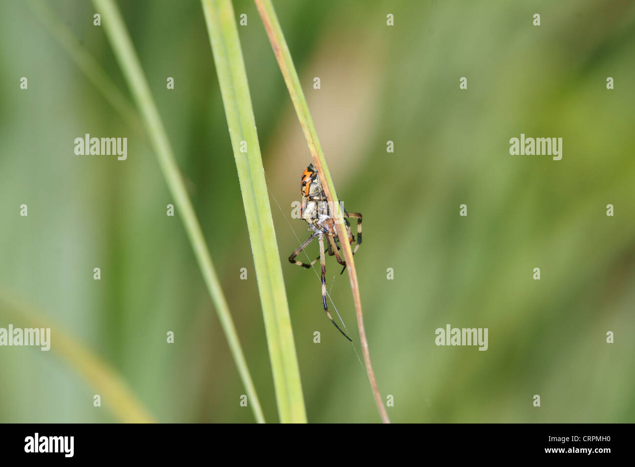 Phidippus jumping spider with larger Argiope lobata spider as prey Stock Photo