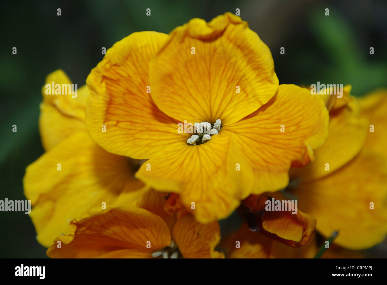 Wallflower garden hires stock photography and images Alamy