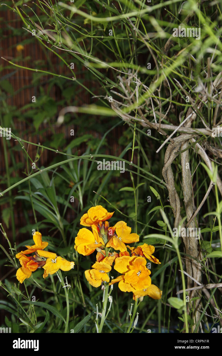 wallflower amongst foliage in garden Erysimum Stock Photo
