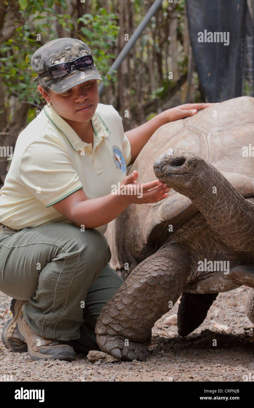 Eco-tour guide pets an Aldabra giant tortoise (Aldabrachelys gigantea), Ile Aux Aigrettes Nature Reserve, Mauritius Stock Photo