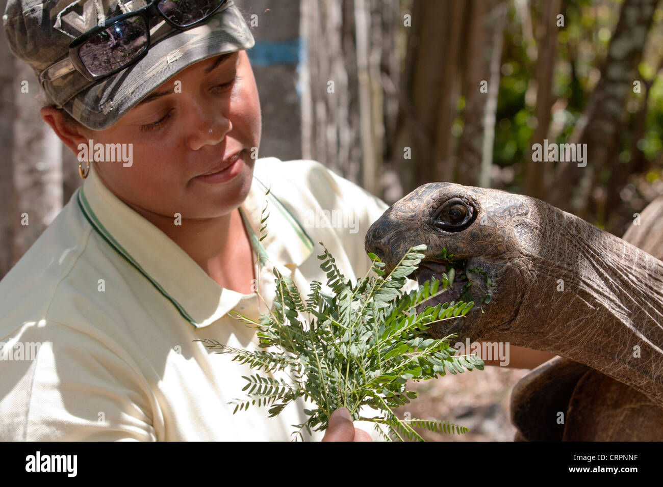 Eco-tour guide feeds an Aldabra giant tortoise (Aldabrachelys gigantea), Ile Aux Aigrettes Nature Reserve, Mauritius Stock Photo