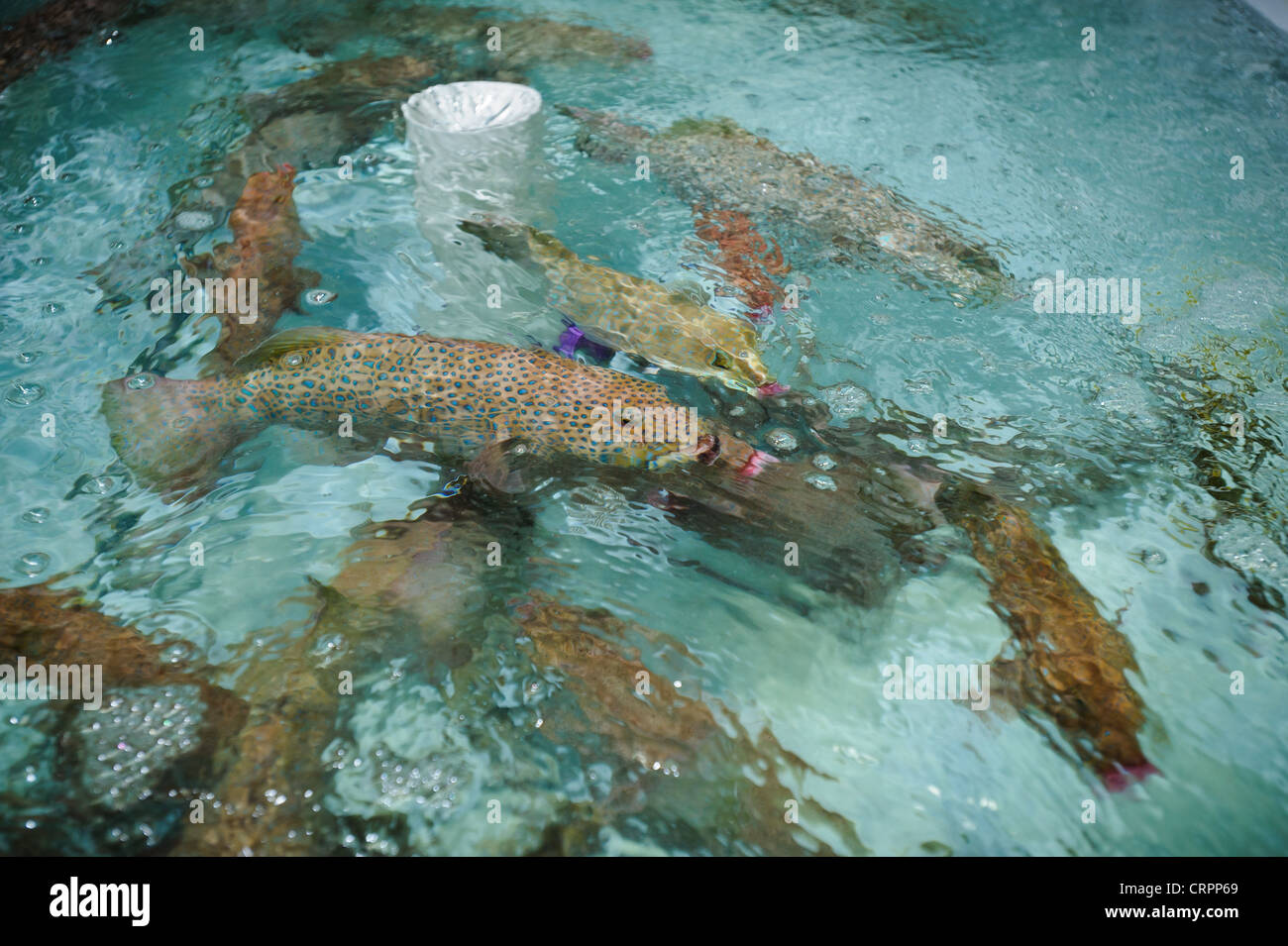 Live grouper in a holding tank at the Pulau Mas facility in Denpasar, Bali, Indonesia. Stock Photo