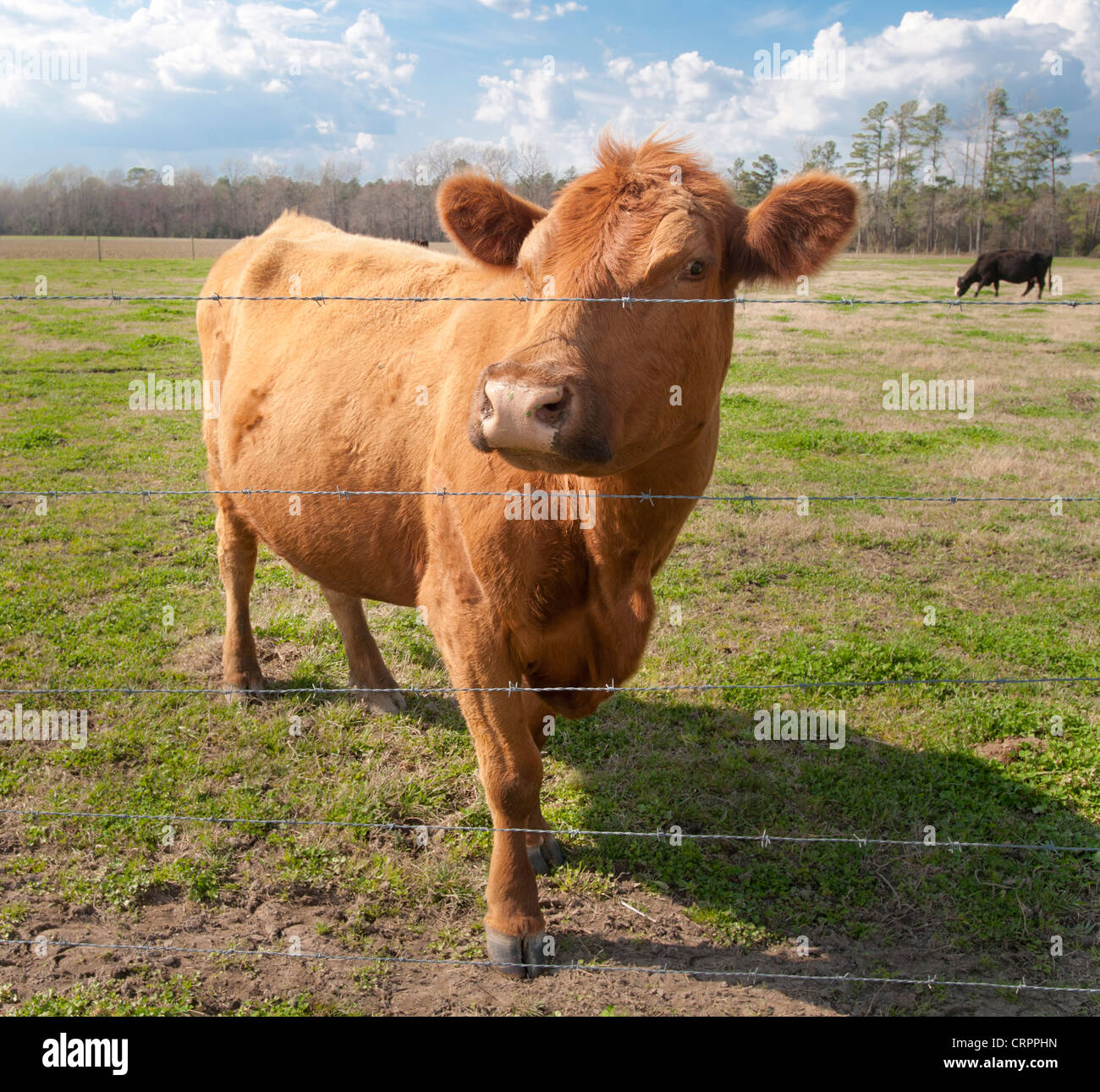 Livestock behind fence hi-res stock photography and images - Alamy