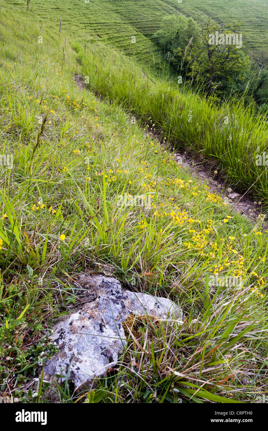 Wotton-under-edge Coombe Hill SSSI Stock Photo