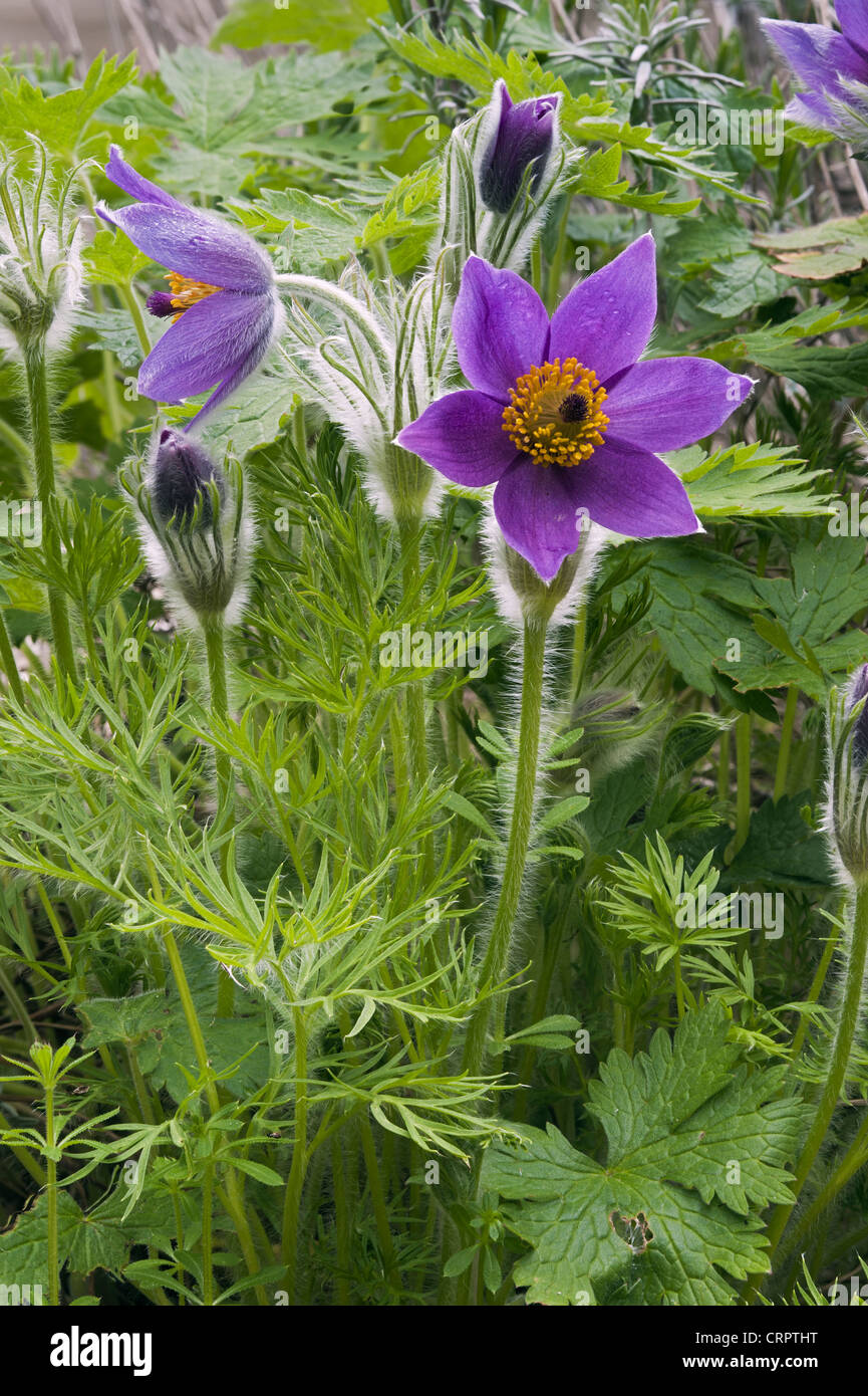 Pasqueflower Pulsatilla vulgaris in garden border Stock Photo