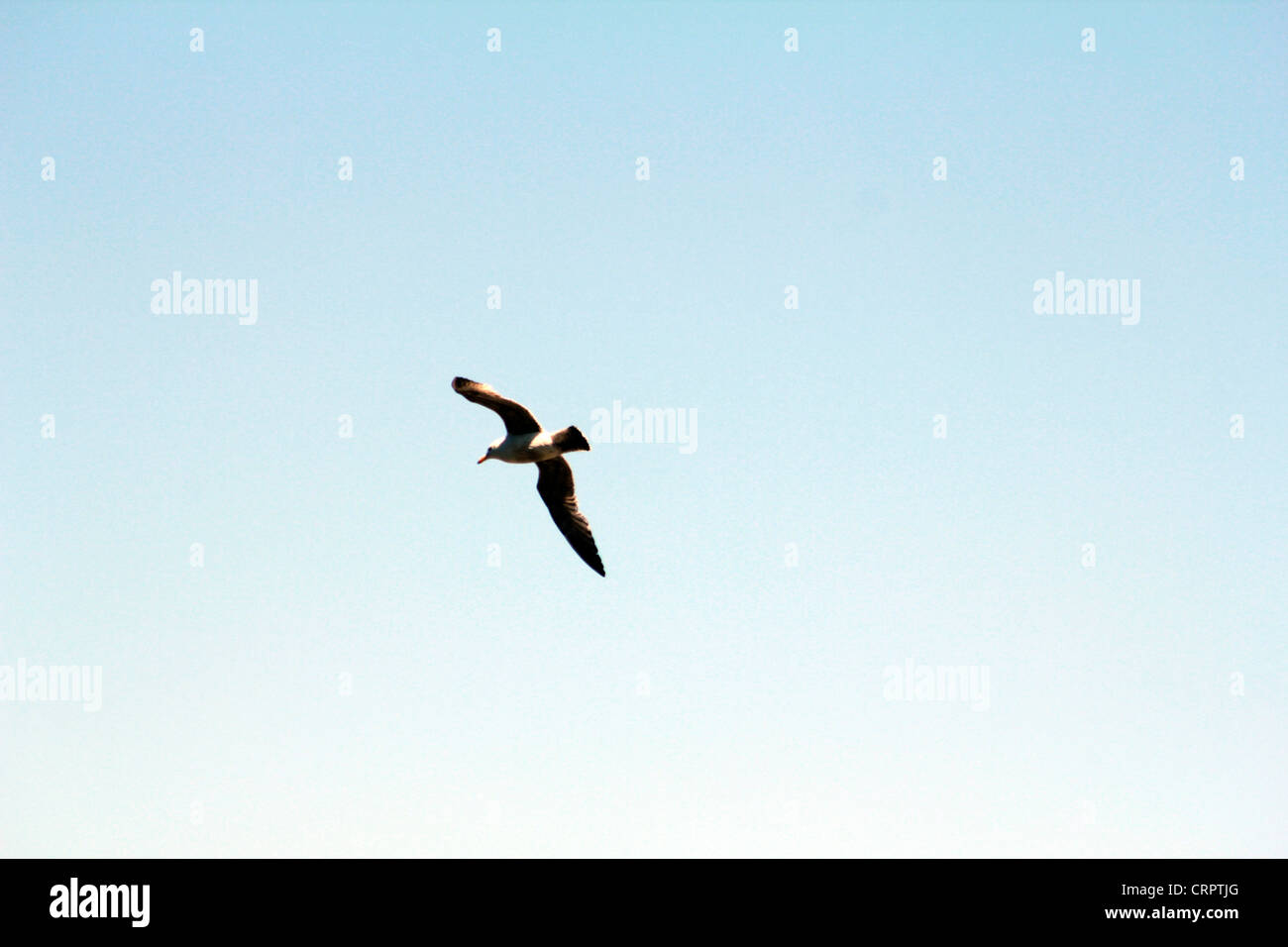Seagull Soaring In The Sky Stock Photo Alamy