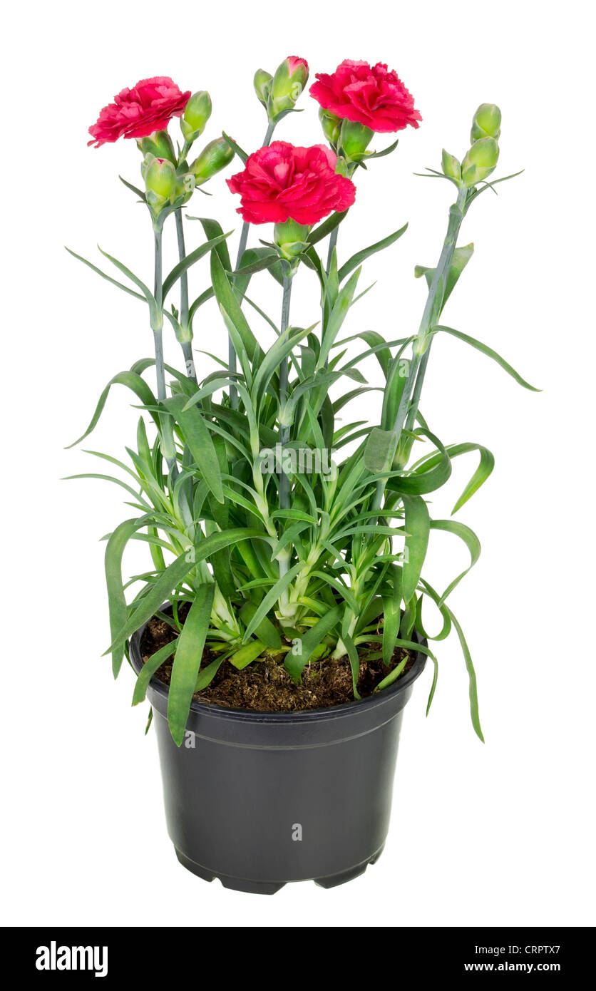 Dark red terry european mini carnation flowers bush isolated. Selective focus Stock Photo