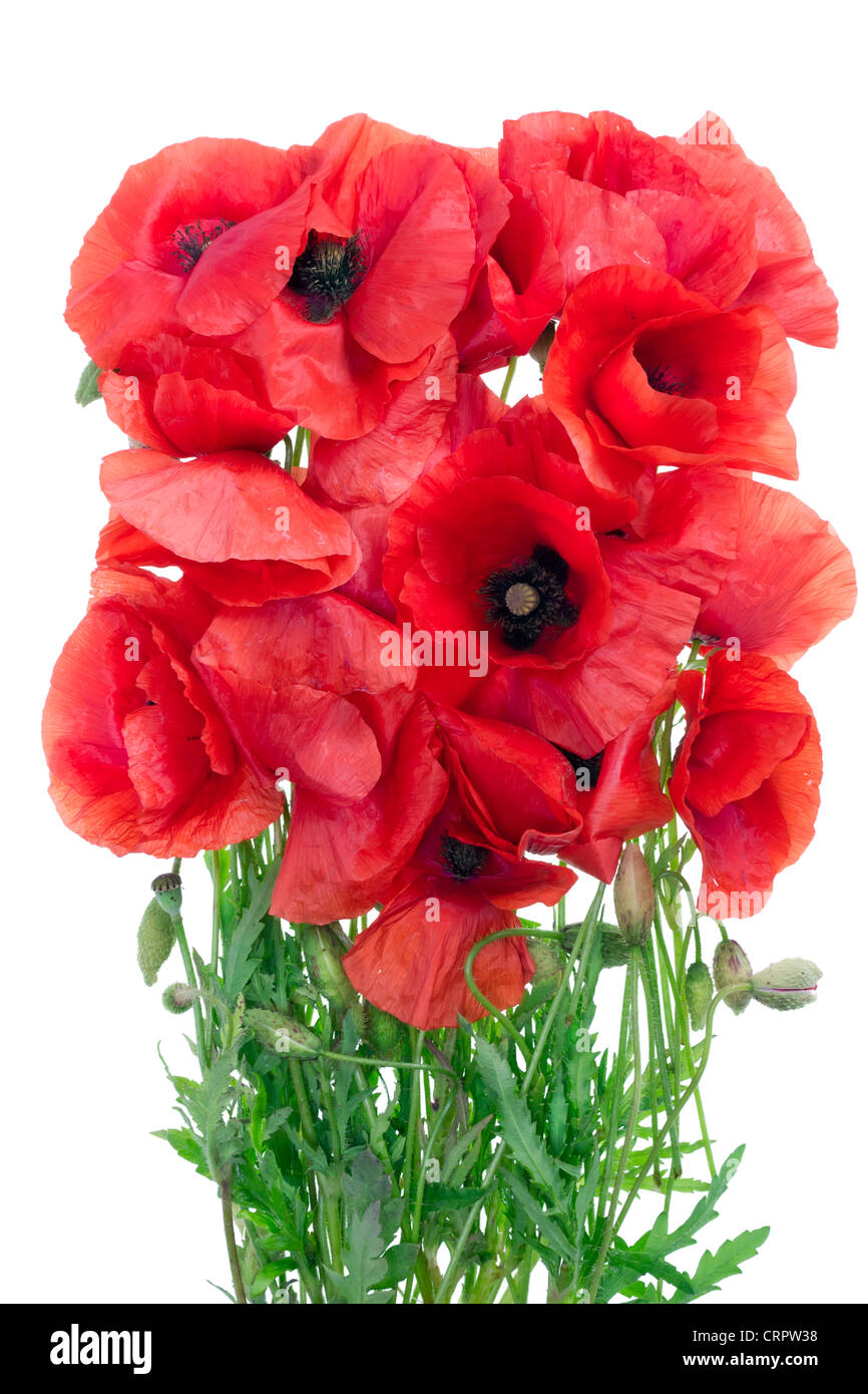 Wilting poppies hires stock photography and images Alamy