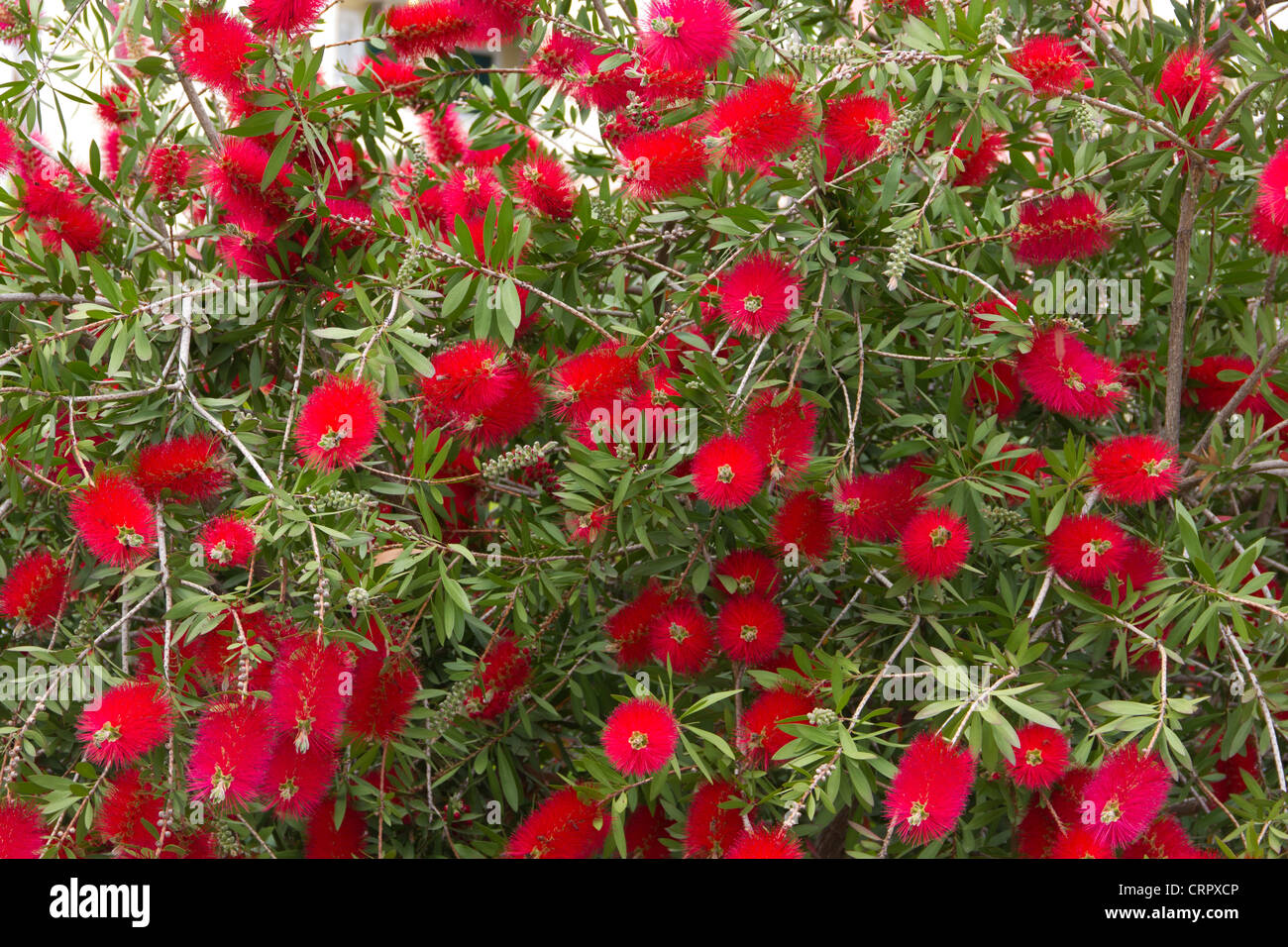 A large bottle brush plant in full bloom Stock Photo Alamy