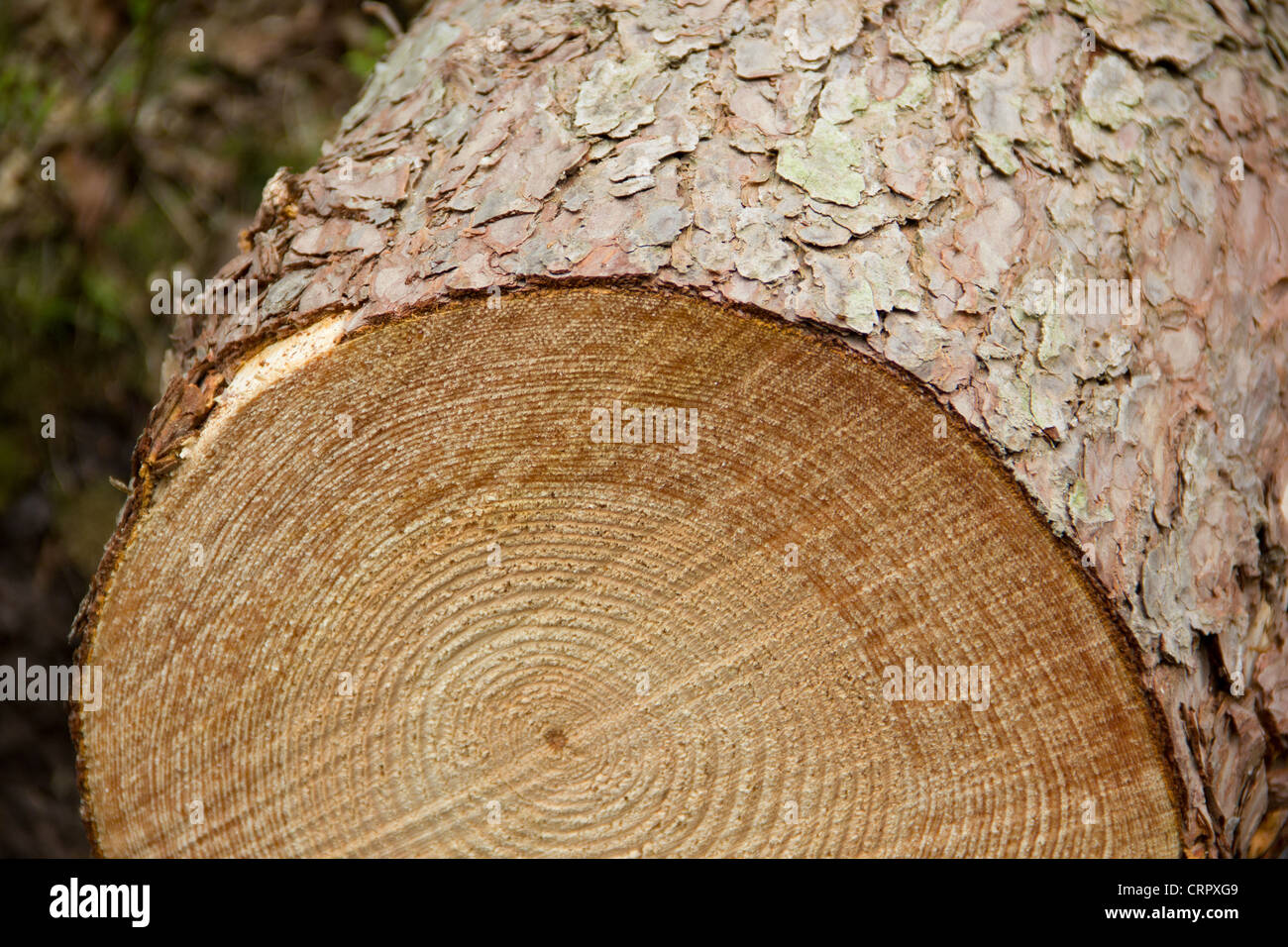 Cut down pine tree in plantation Stock Photo Alamy