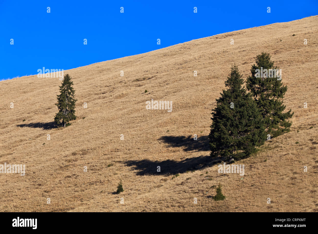 Tree landscape with nature hi-res stock photography and images - Alamy
