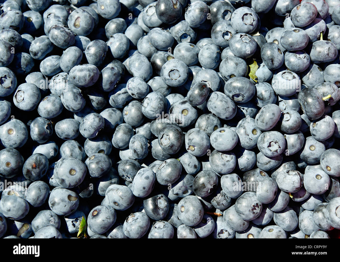 Fresh blueberry harvest. Stock Photo