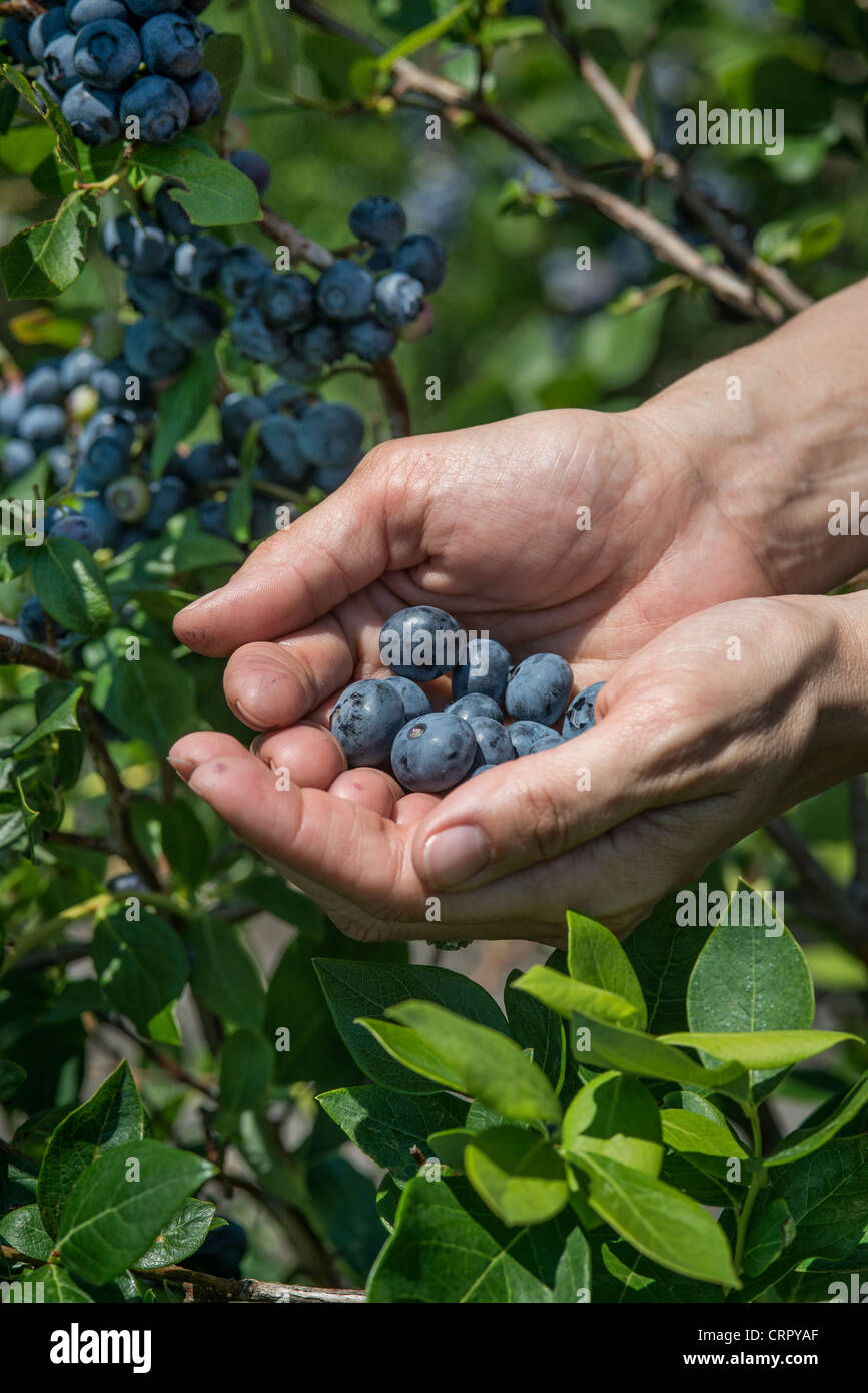 Blueberry bush, New Jersey, USA Stock Photo Alamy