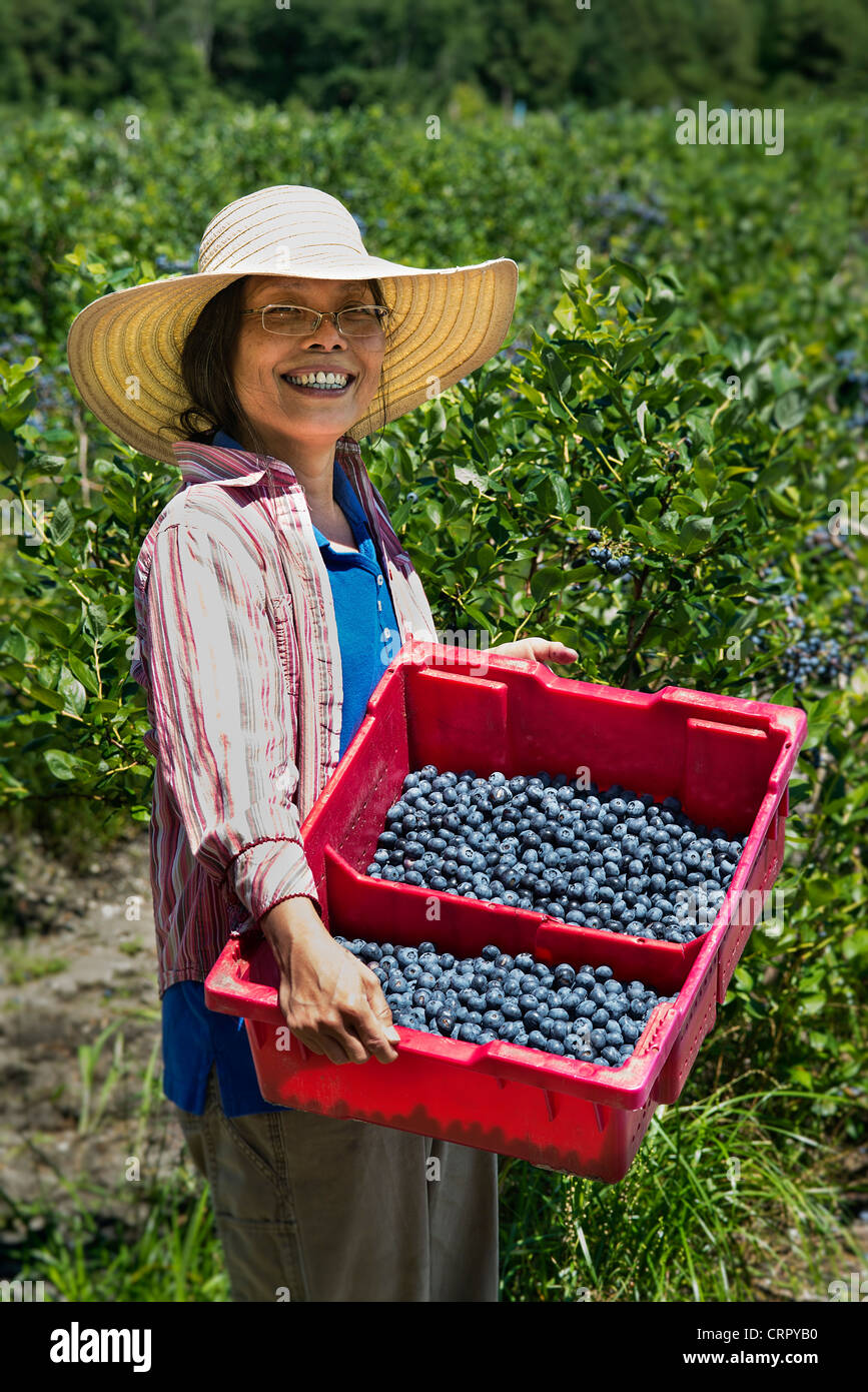Picking blueberries blueberry farm hires stock photography and images