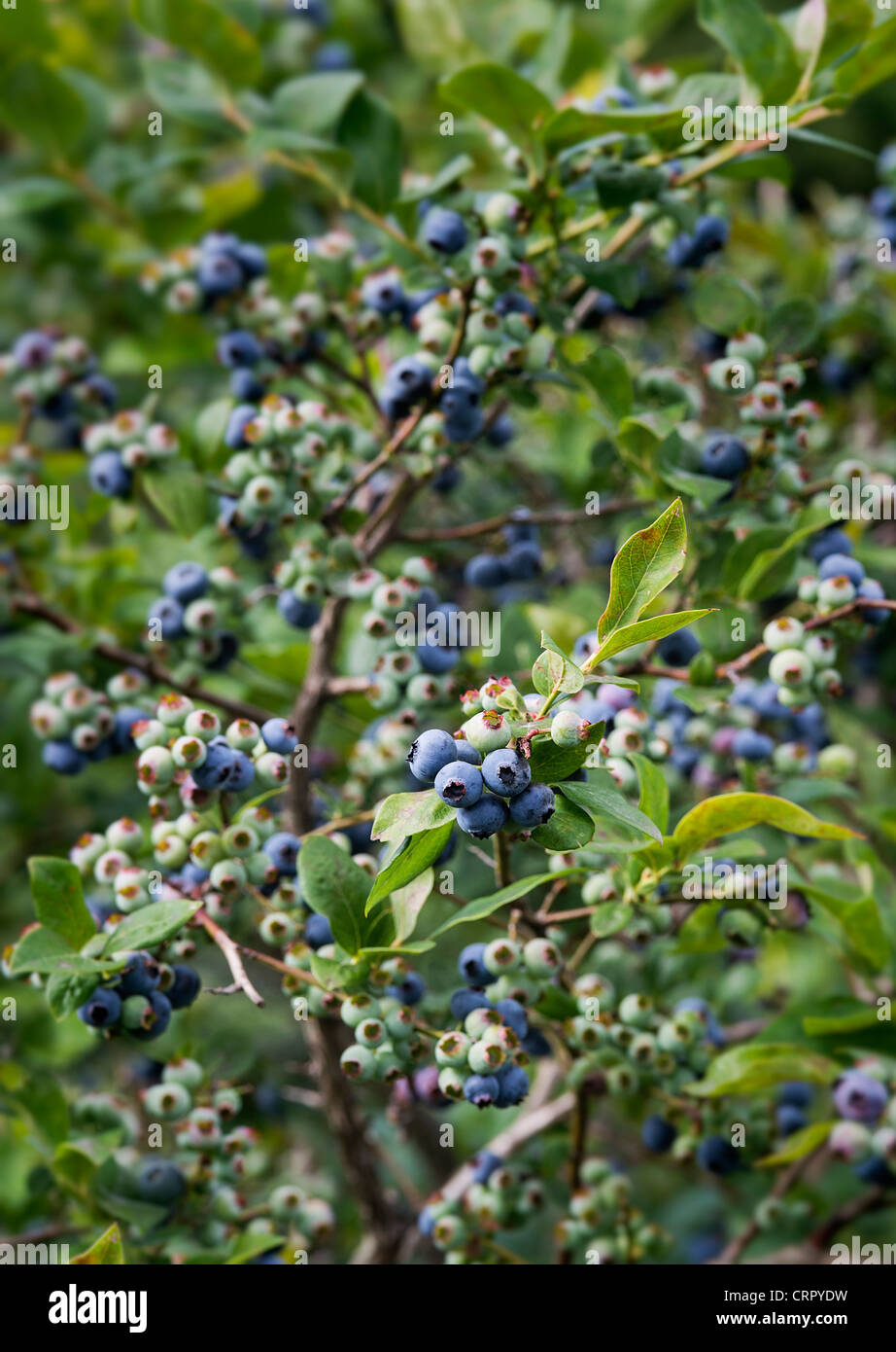 Blueberry bush, New Jersey, USA Stock Photo Alamy