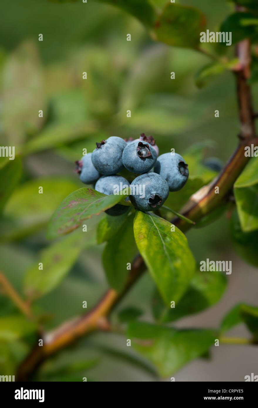 Blueberry bush hires stock photography and images Alamy