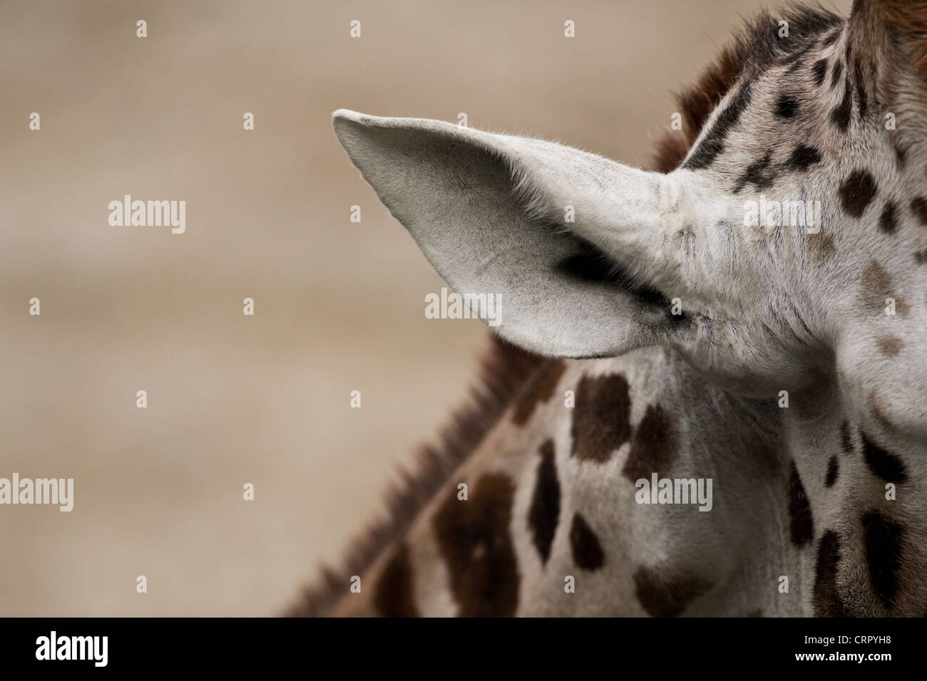 giraffe closeup view of a giraffe's ear Stock Photo Alamy