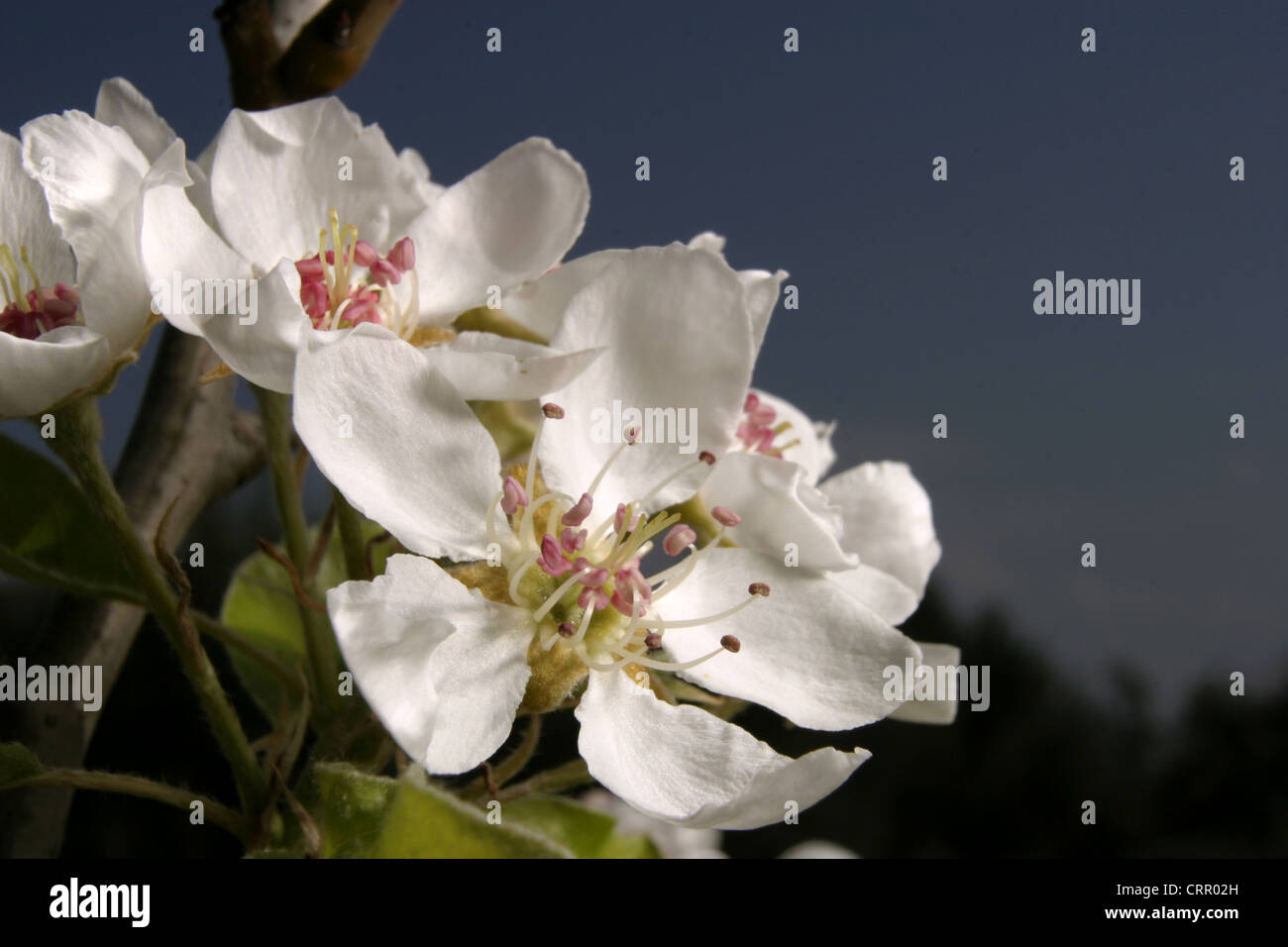 Picture: Steev Race - The flower of the Pear tree (Pyrus communis), variety 'Flor De Invierno', Catalunya, Spain. Stock Photo