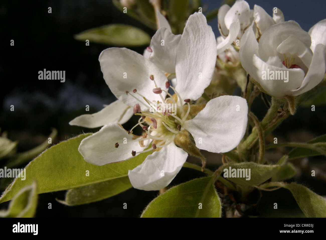 Picture: Steev Race - The flower of the Pear tree (Pyrus communis), variety 'Flor De Invierno', Catalunya, Spain. Stock Photo