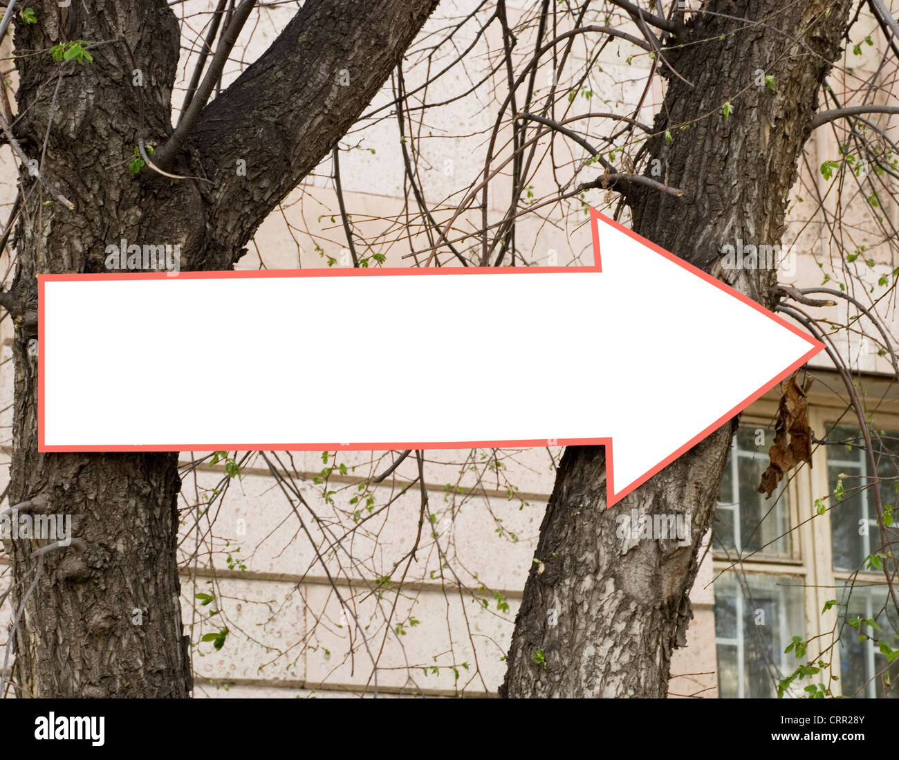 Arrow tree hi-res stock photography and images - Alamy