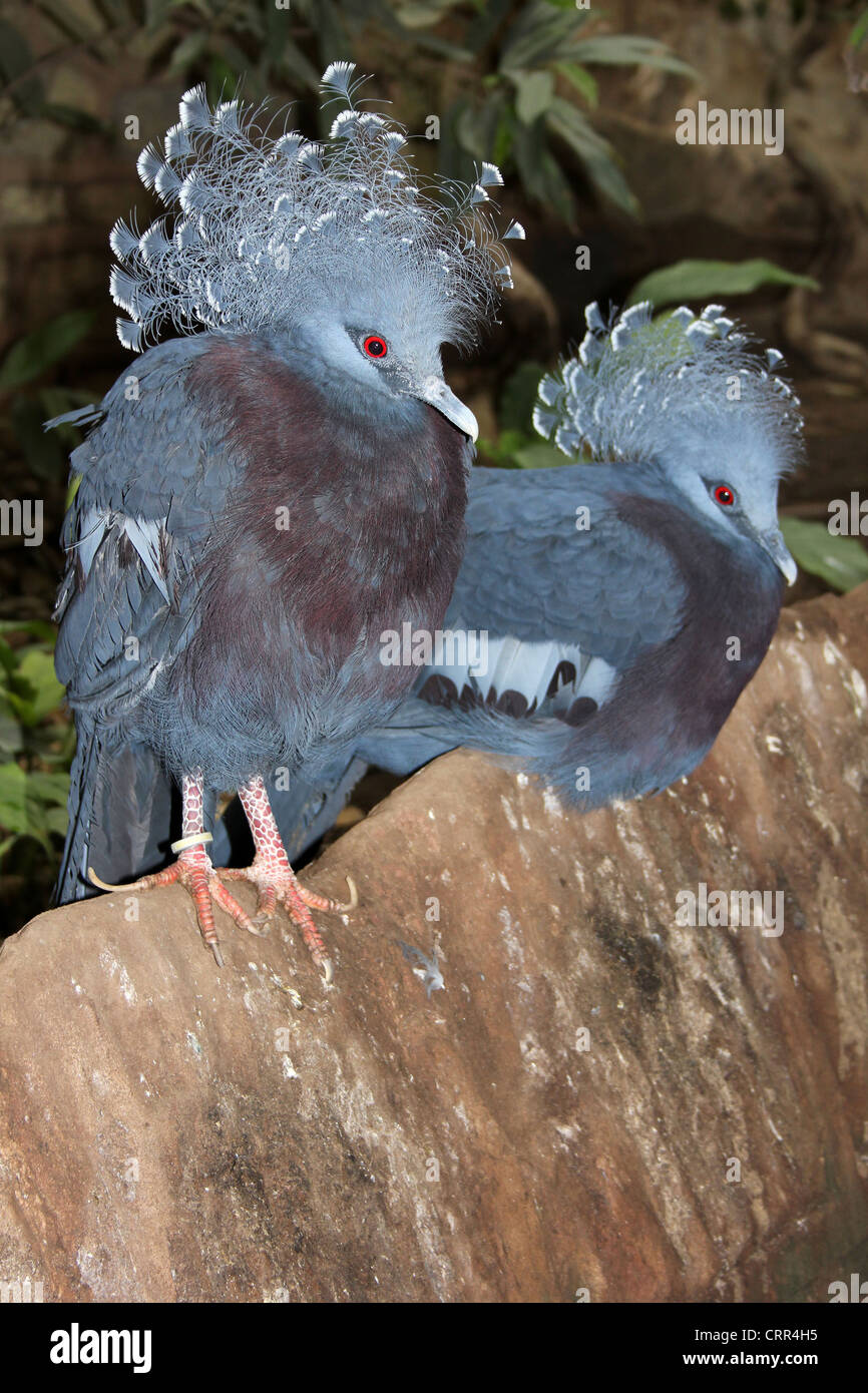 Pair of Victoria Crowned Pigeons Goura victoria Stock Photo