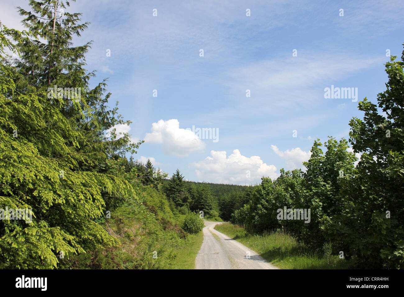 Forest Trail In The Berwyns, Denbighshire, Wales, UK Stock Photo