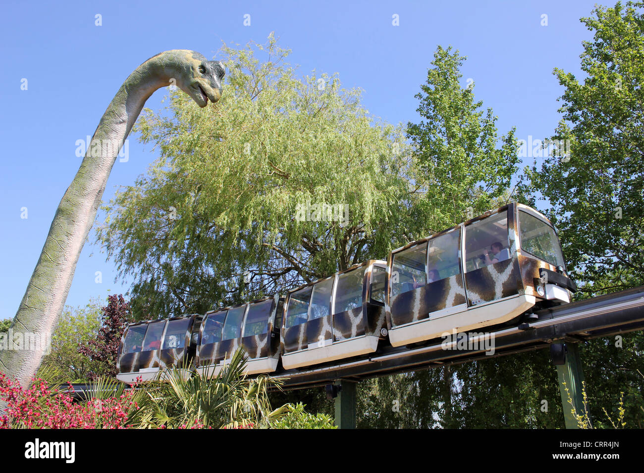 Brachiosaurus Dinosaur Model Peering Down On Monorail Train At Chester Zoo, UK Stock Photo