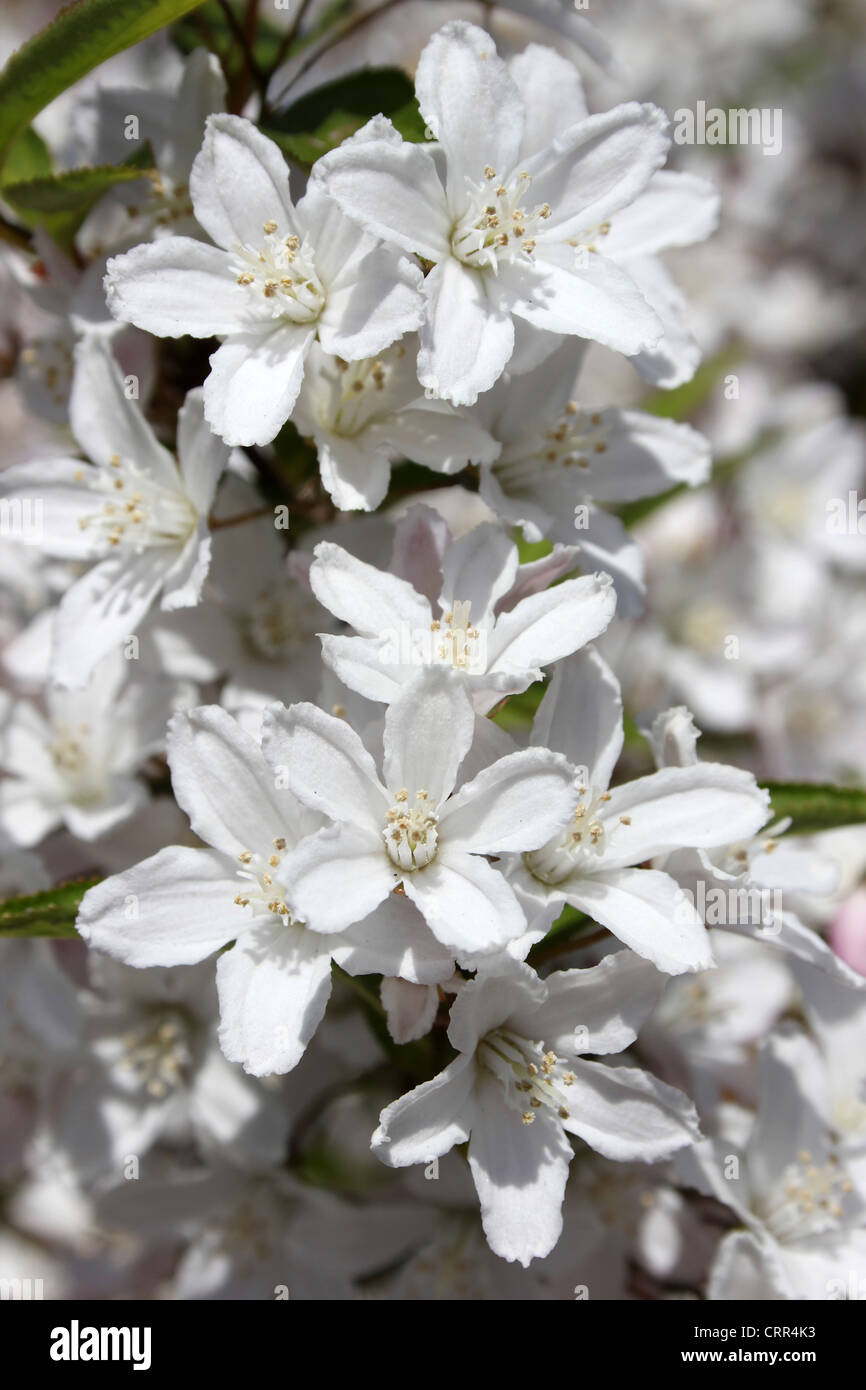 White Deutzia Shrub Flowers Stock Photo