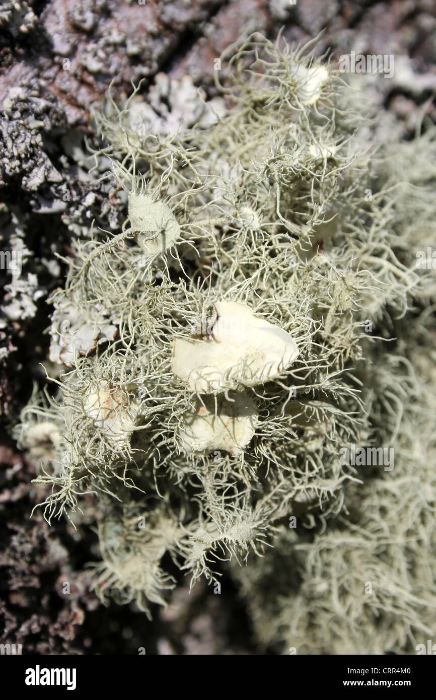 Witches' Whiskers Lichen Usnea florida – the apothecium show branched eyelash cilia. Stock Photo