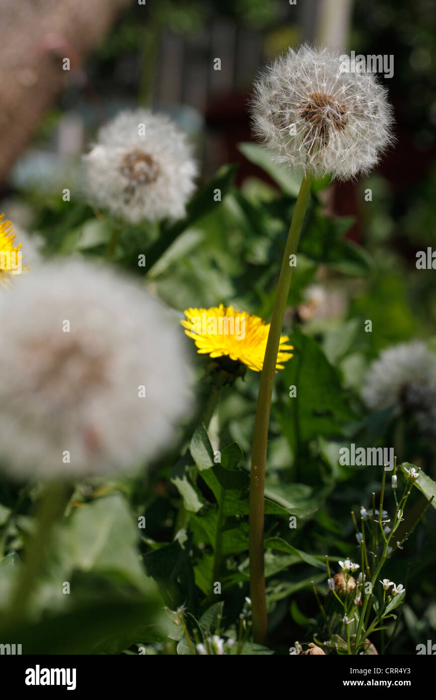Dandelion Taraxacum officinale, The dandelion is a perennial
