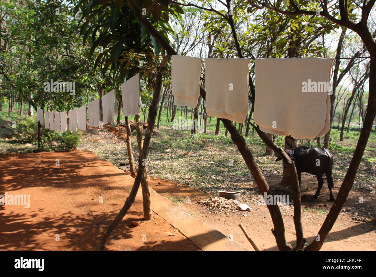 Sheets Of Rubber Drying In The Sun Kerala India Stock Photo Alamy