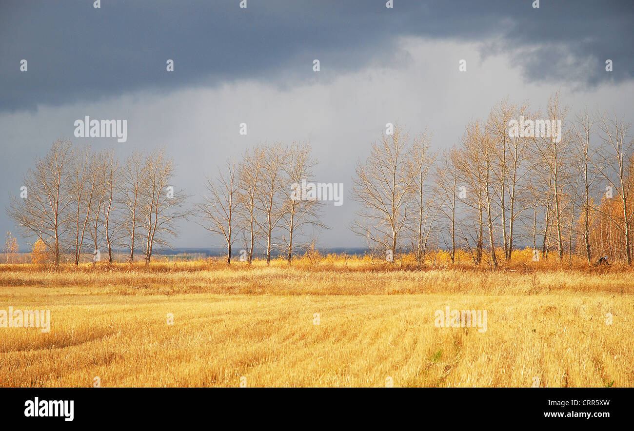 an beauty autumn field in Nothern Kazakhstan Stock Photo