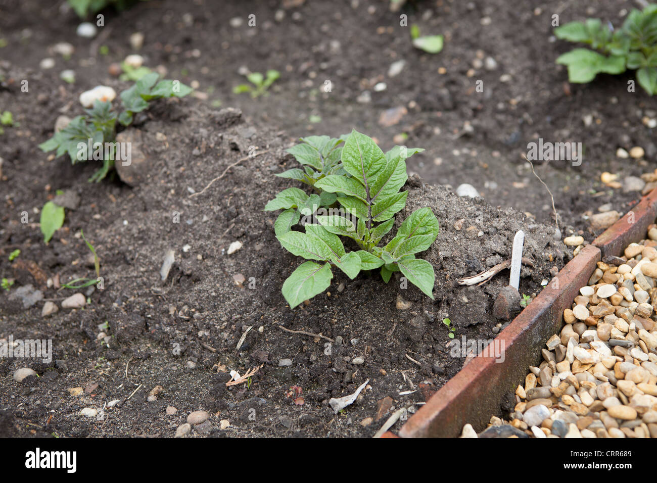 Growing potatoes in the cottage garden on raised beds Stock Photo Alamy