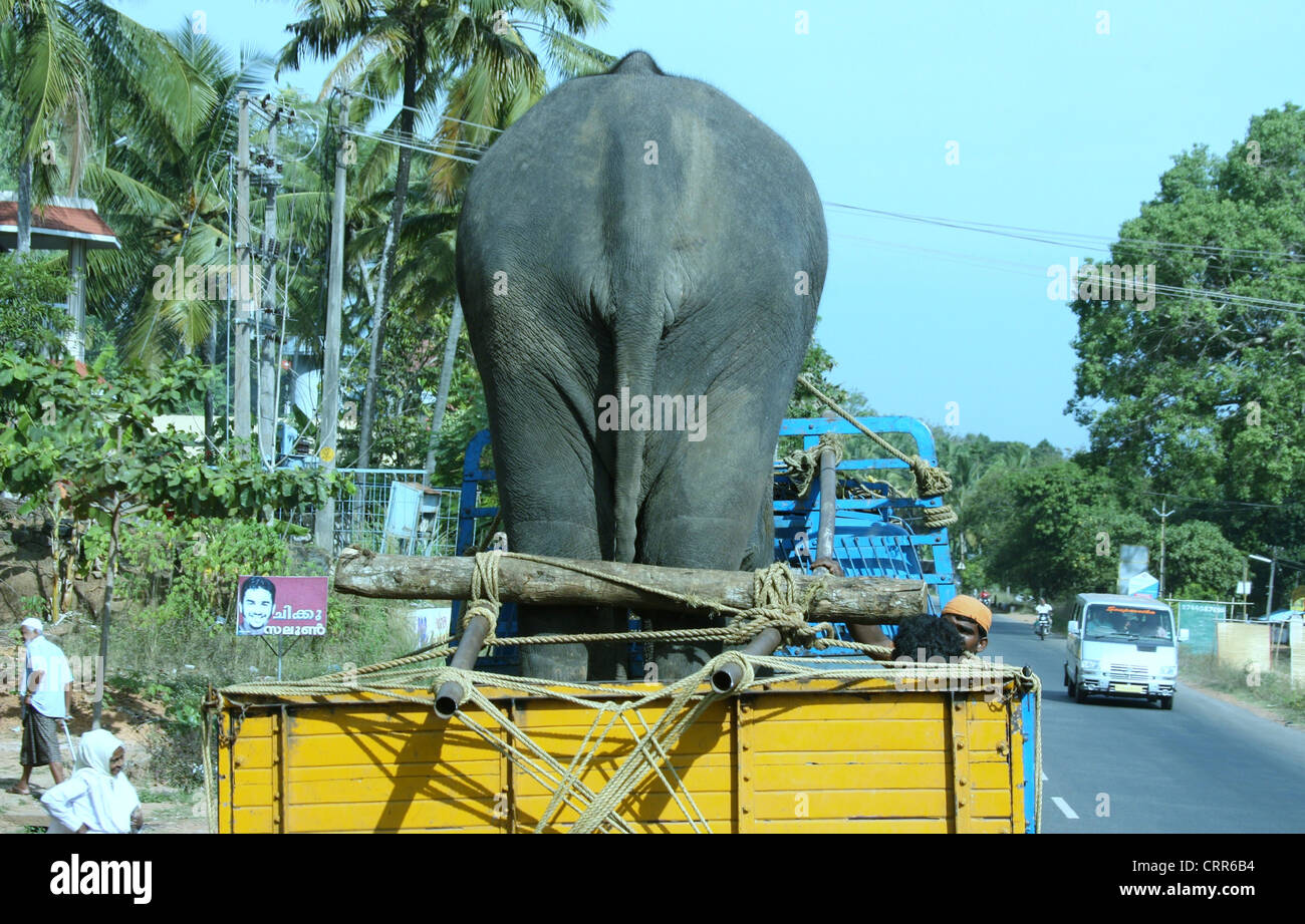 An Elephant in a Truck in India Stock Photo