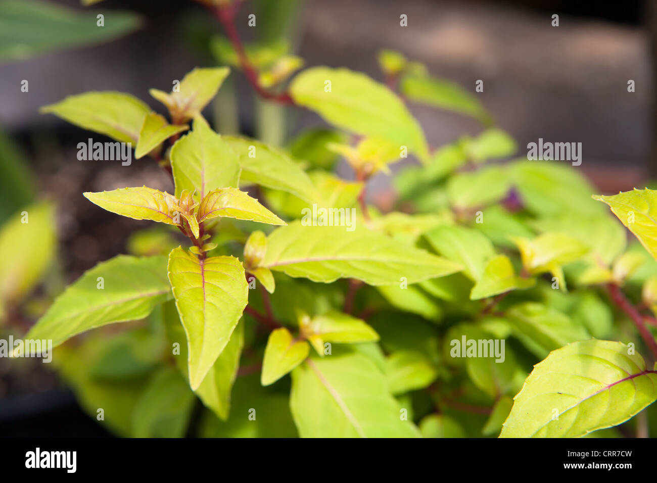 Fuchsia 'Autumn Glow' close up detail Stock Photo