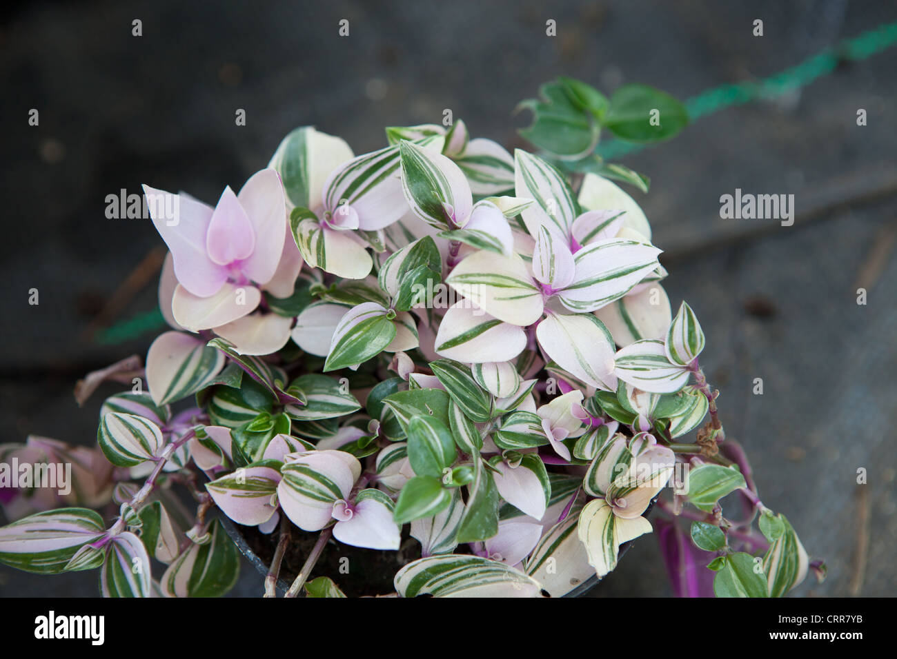 Tradescantia 'Variegata' Stock Photo