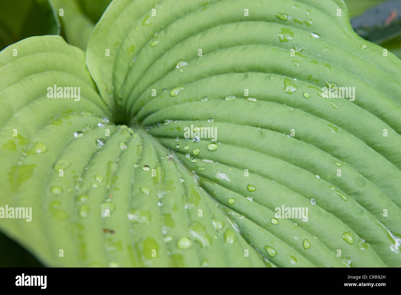 Plantain lily Hosta Big Daddy sieboldiana hybrid Stock Photo