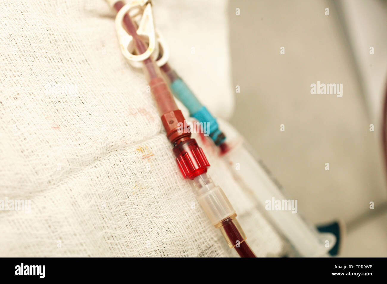 Excretory system hi-res stock photography and images - Alamy