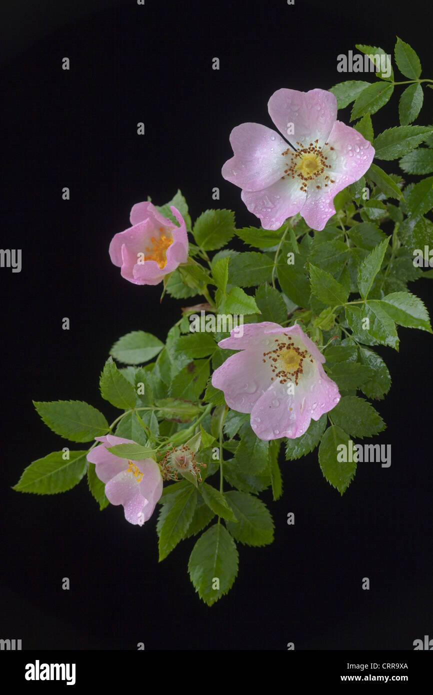 Wild or Dog Rose Rosa canina growing in hedgerow Stock Photo