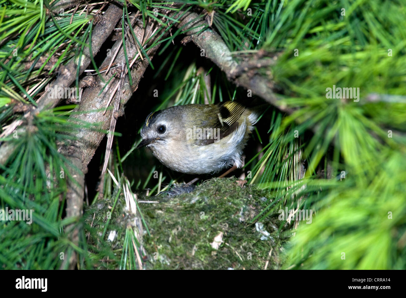 Goldcrest ( Regulus regulus. ) Stock Photo
