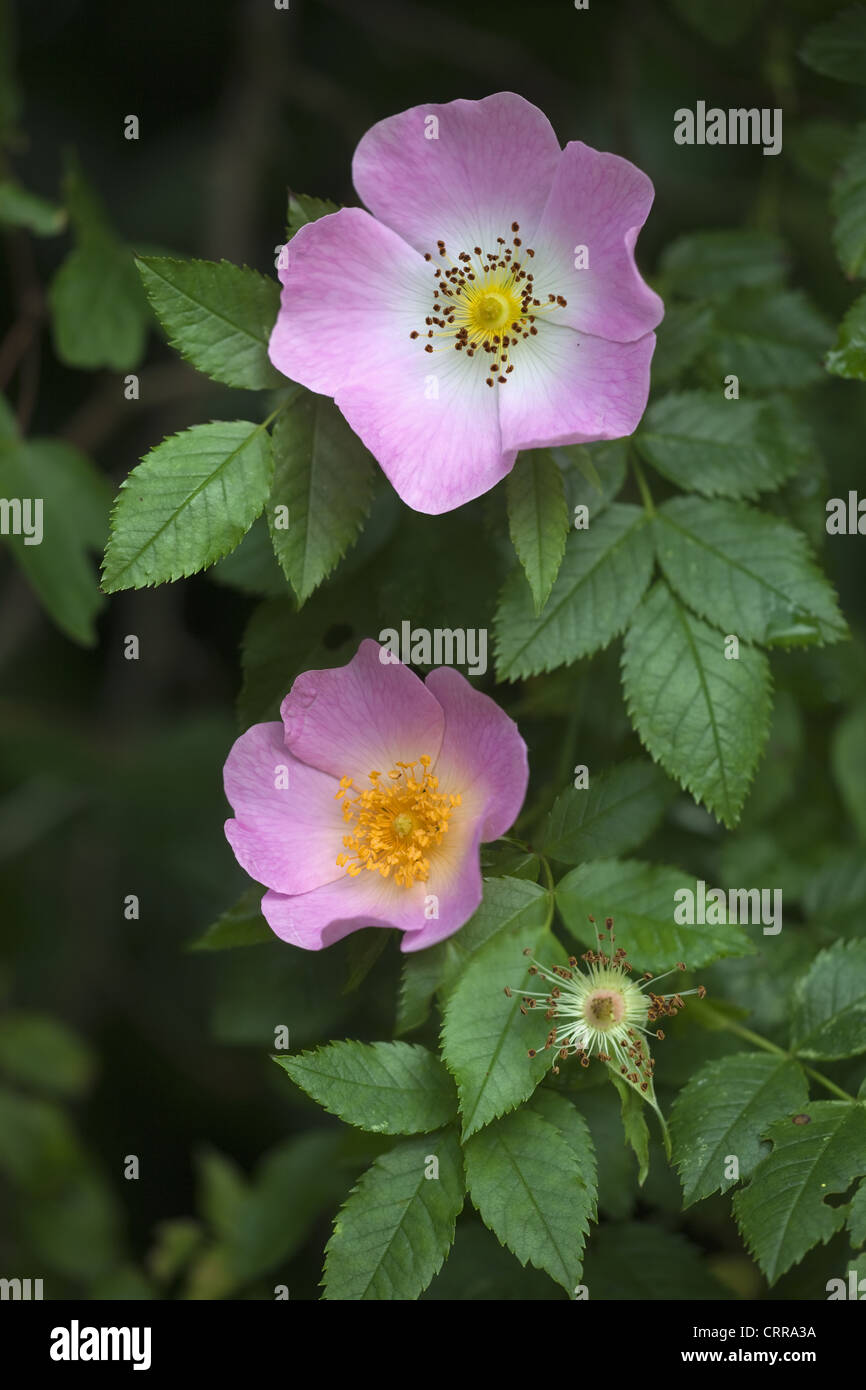 Wild or Dog Rose Rosa canina growing in hedgerow Stock Photo